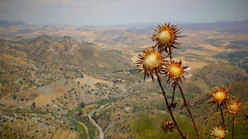 Featured image for Agntzen Com article